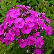 Phlox paniculata 'Ka-Pow Purple'