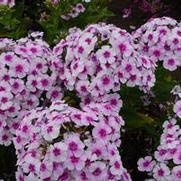 Phlox paniculata 'Ka-Pow White Bicolor'