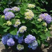 Hydrangea macrophylla 'Azure Skies' Hydrangea macrophylla 'Azure Skies'