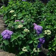 Hydrangea macrophylla 'Rock 'n Roll' Hydrangea macrophylla 'Rock 'n Roll'