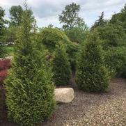 Thuja x plicata 'Junior Giant' Thuja x plicata 'Junior Giant'