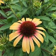 Echinacea purpurea 'Smoothie Strawberry Mango'