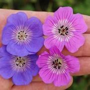 Geranium hybrid 'Kelly-Anne' Geranium hybrid 'Kelly-Anne'