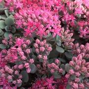 Sedum 'Sun Sparkler Cosmic Comet'