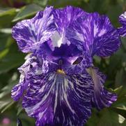 Iris germanica 'Batik'