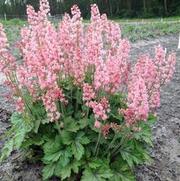 Heucherella hybrid 'Pink Revolution'