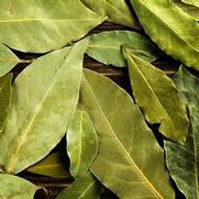 Laurus nobilis 'Sweet Bay' Laurus nobilis 'Sweet Bay'