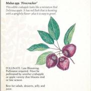 Malus 'Firecracker' Malus 'Firecracker'
