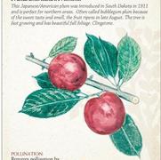 Prunus hybrid 'Toka' Prunus hybrid 'Toka'