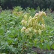Koelreuteria paniculata 'Goldenrain' Koelreuteria paniculata 'Goldenrain'