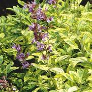 Salvia 'Golden' Salvia 'Golden'