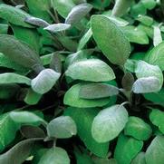 Herb Salvia Sage 'Purple Sage'