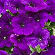 Petunia hybrid 'Supertunia Blue' Petunia hybrid 'Supertunia Blue'