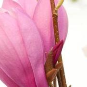 Magnolia liliiflora 'Ann'
