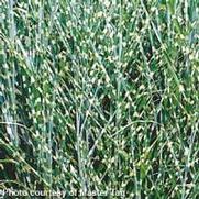 Miscanthus sinensis 'Zebrinus'