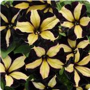 Petunia hybrid 'Phantom' Petunia hybrid 'Phantom'