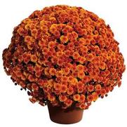 Chrysanthemum Garden Mum 'Spicy Cheryl' Chrysanthemum Garden Mum 'Spicy Cheryl'