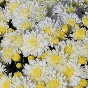 Chrysanthemum Garden Mum 'Dove White' Chrysanthemum Garden Mum 'Dove White'