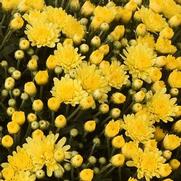 Chrysanthemum Garden Mum 'Dove Yellow' Chrysanthemum Garden Mum 'Dove Yellow'