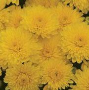 Chrysanthemum Garden Mum 'Sparkling Cheryl' Chrysanthemum Garden Mum 'Sparkling Cheryl'