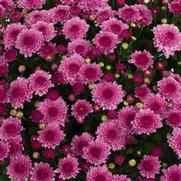 Chrysanthemum Garden Mum 'Pink Cheryl' Chrysanthemum Garden Mum 'Pink Cheryl'