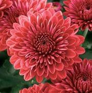 Chrysanthemum Garden Mum 'Jolly Cheryl' Chrysanthemum Garden Mum 'Jolly Cheryl'
