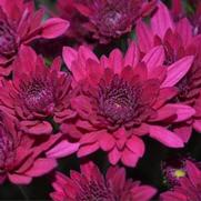 Chrysanthemum Garden Mum 'Majesty Purple' Chrysanthemum Garden Mum 'Majesty Purple'
