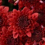 Chrysanthemum Garden Mum 'Majesty Red' Chrysanthemum Garden Mum 'Majesty Red'