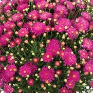 Chrysanthemum Garden Mum 'Debbie Hot Pink' Chrysanthemum Garden Mum 'Debbie Hot Pink'