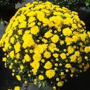 Chrysanthemum Garden Mum 'Katelli Yellow' Chrysanthemum Garden Mum 'Katelli Yellow'