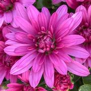 Chrysanthemum Garden Mum 'Misty Lilac Pink' Chrysanthemum Garden Mum 'Misty Lilac Pink'