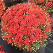 Chrysanthemum 'Pobo Red'