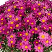 Chrysanthemum Garden Mum 'Demi Pink' Chrysanthemum Garden Mum 'Demi Pink'