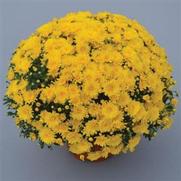 Chrysanthemum Garden Mum 'Gold Cup Yellow' Chrysanthemum Garden Mum 'Gold Cup Yellow'