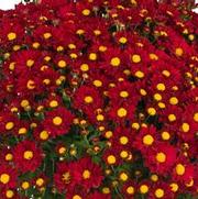 Chrysanthemum Garden Mum 'Rihanna Red' Chrysanthemum Garden Mum 'Rihanna Red'