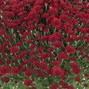 Chrysanthemum Garden Mum 'Selena Red' Chrysanthemum Garden Mum 'Selena Red'