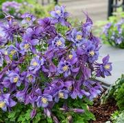 Aquilegia hybrid 'Earlybird Purple Blue'