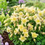 Aquilegia hybrid 'Earlybird Yellow' Aquilegia hybrid 'Earlybird Yellow'