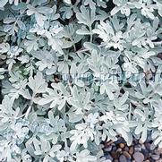 Artemisia hybrid 'Mori's Strain'