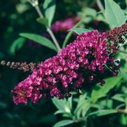 Buddleia davidii 'Buzz Velvet'