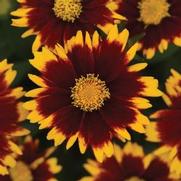 Coreopsis hybrid 'Uptick Red' Coreopsis hybrid 'Uptick Red'