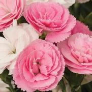 Dianthus hybrid 'Constant Cadence Peach Milk'