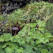 Heuchera hybrid 'Autumn Bride' Heuchera hybrid 'Autumn Bride'
