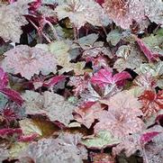 Heuchera hybrid 'Palace Purple'