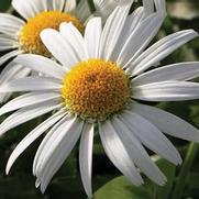 Leucanthemum superbum 'Angel'