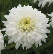 Leucanthemum superbum 'Double Darling Daisy' Leucanthemum superbum 'Double Darling Daisy'