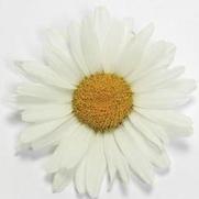 Leucanthemum superbum 'White Lion' Leucanthemum superbum 'White Lion'
