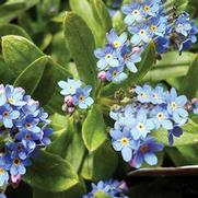 Myosotis Alpestris 'Rosa' Myosotis Alpestris 'Rosa'