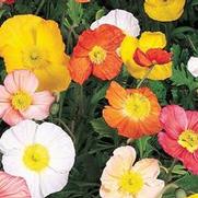 Papaver nudicaule 'Champagne Bubbles Mix' Papaver nudicaule 'Champagne Bubbles Mix'