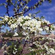 Prunus avium 'Sweet Cherry Pie'